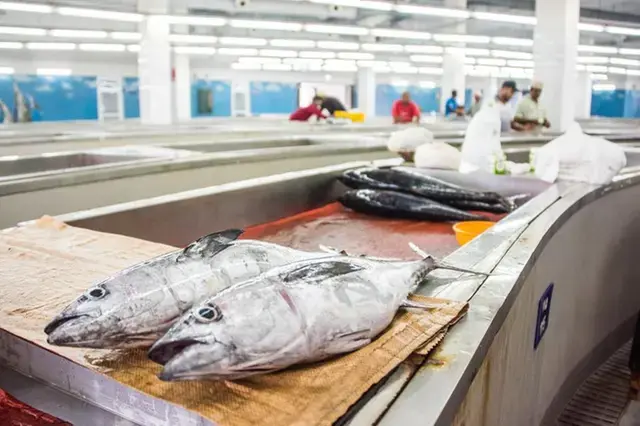 Oman unveils $12mln tuna farming project